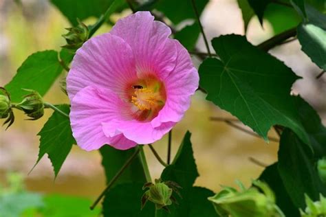 芙蓉樹|芙蓉（锦葵科木槿属植物）